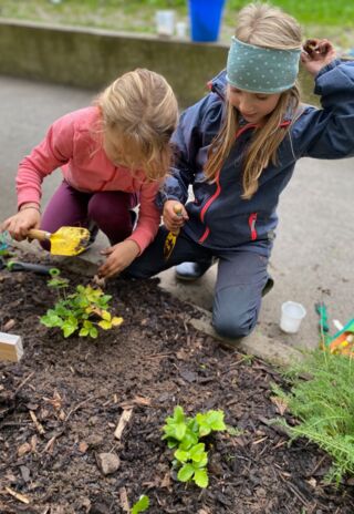 60 Walderdbeersetzlinge für den Naschgarten