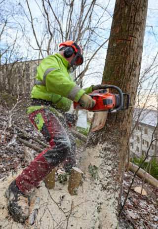 Holzen für ein gesundes Wäldchen