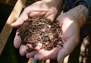 Nährstoffreicher Humus und Wertvoller Lebensraum